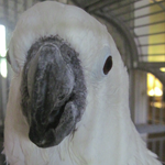 Ella the female umbrella cockatoo.
